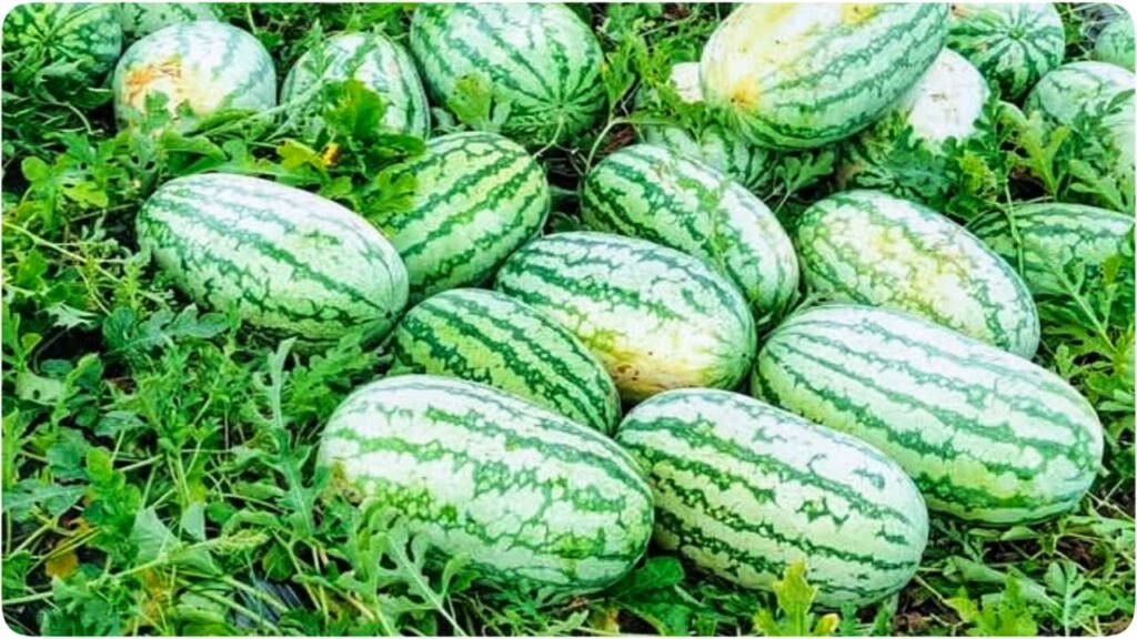 Health Benefits of Watermelon