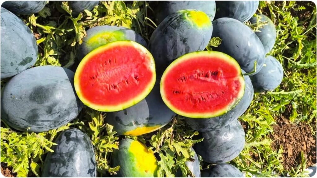 Health Benefits of Watermelon