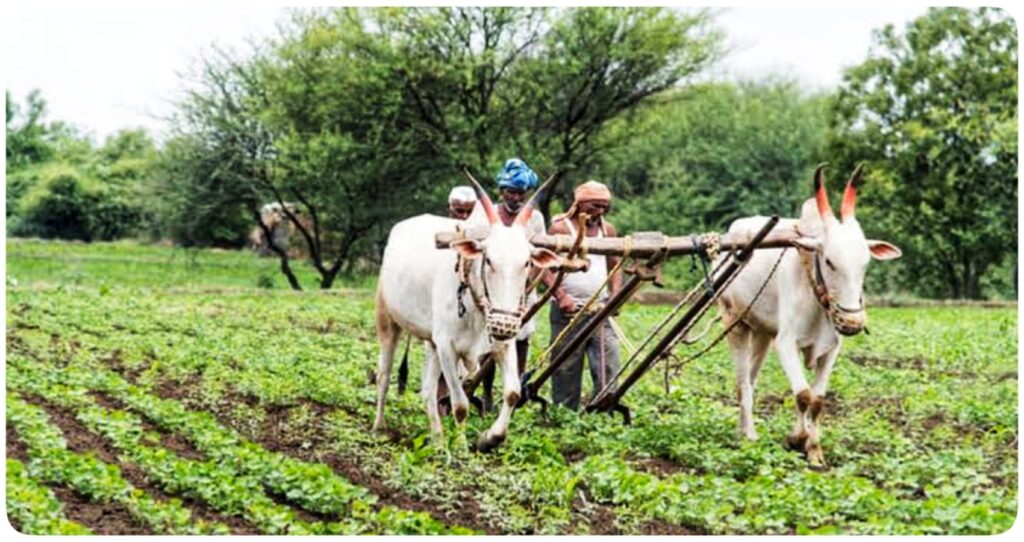 Effect of PM Kisan Yojana
