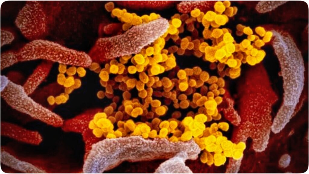HMPV Virus