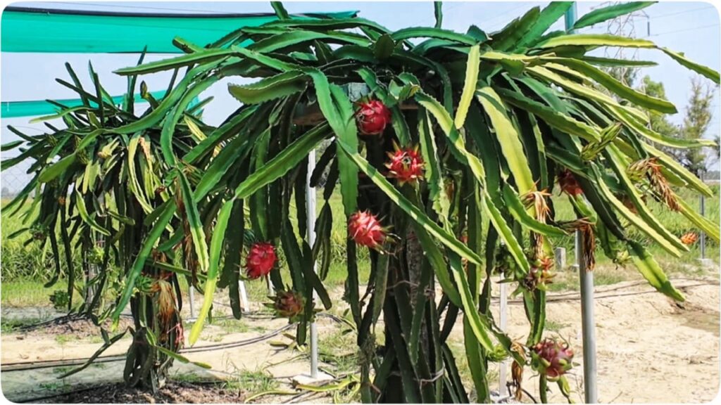 Benefits of Dragon Fruits