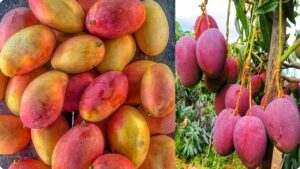 Good Quality Sweet Mangoes Identify